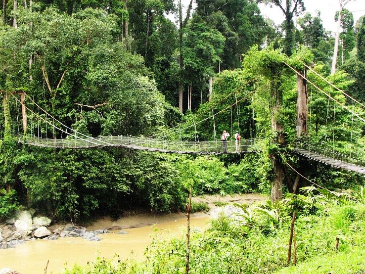 Danum Valley Trip Packages