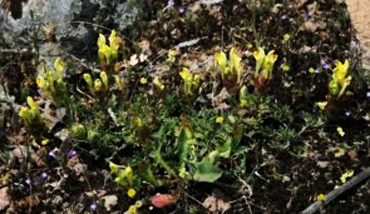 Kibriscik Trip Packages