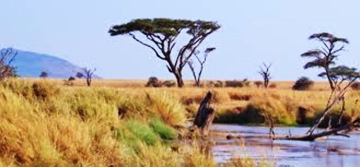 Serengeti Trip Packages