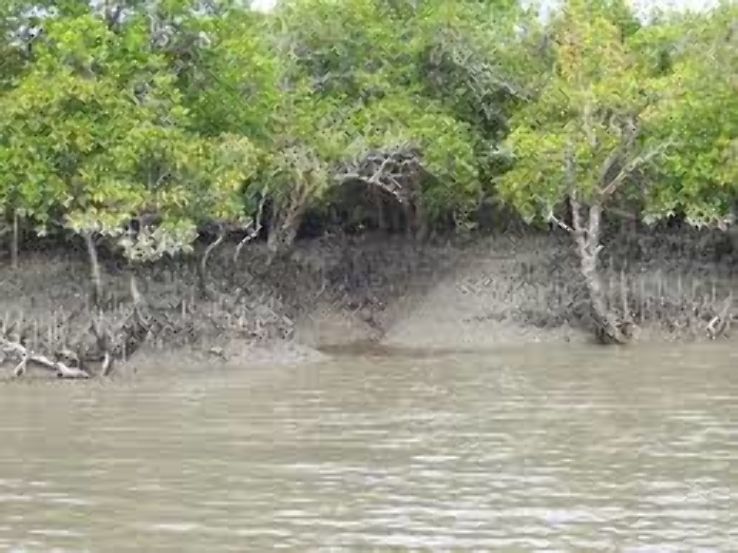 03 Days Sundarban Tiger Camp Tour from Kolkata