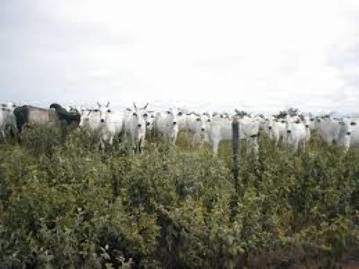 Correntina Trip Packages