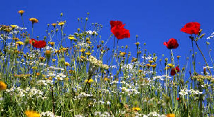 Ferentino Trip Packages