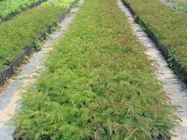 Amacuzac Trip Packages