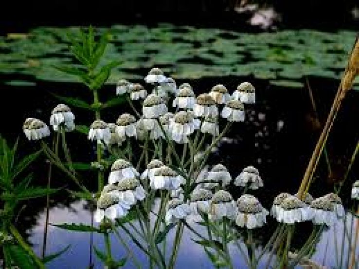 Wierden Trip Packages