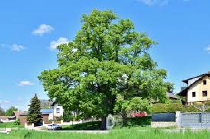 Hollabrunn Trip Packages