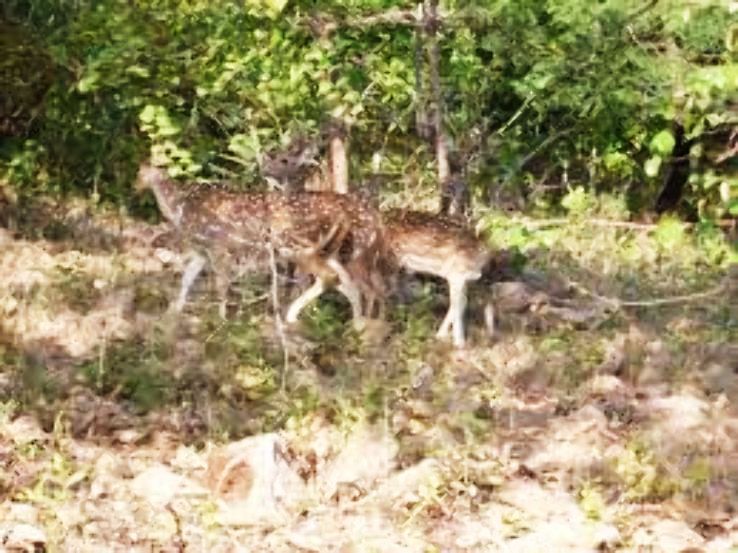 Sasan Gir Trip Packages