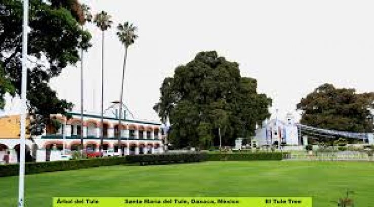 Santa Maria del Tule Trip Packages