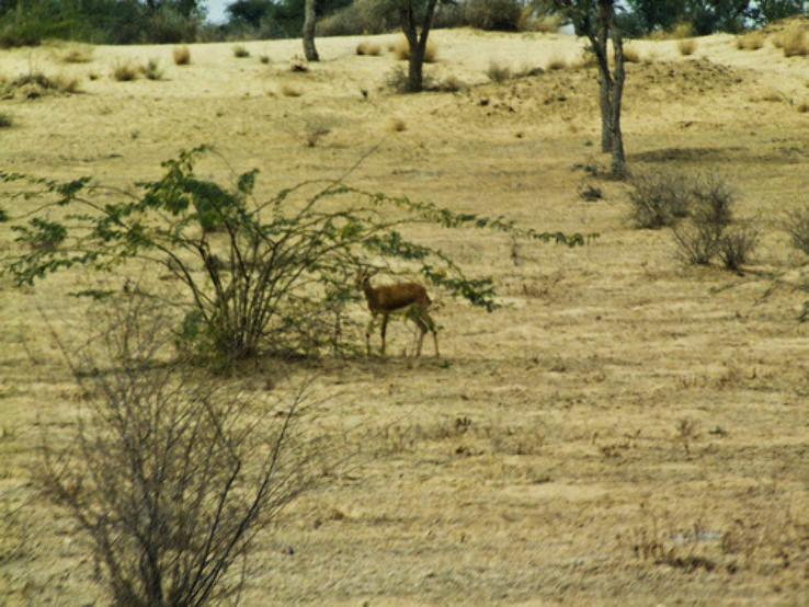 Chhapar Trip Packages