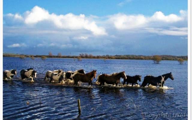 Admire the delicacy of the Callows of the River Shannon 