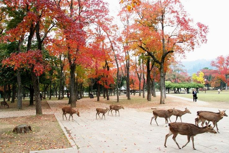 Nara Trip Packages