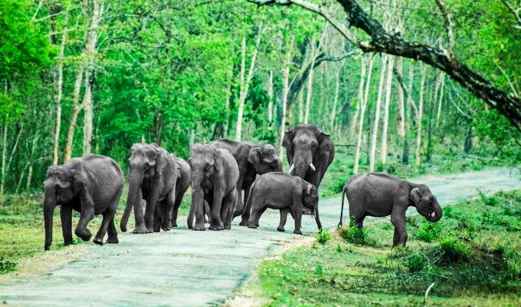 Ecstatic 3 Days 2 Nights bandipur Tour Package