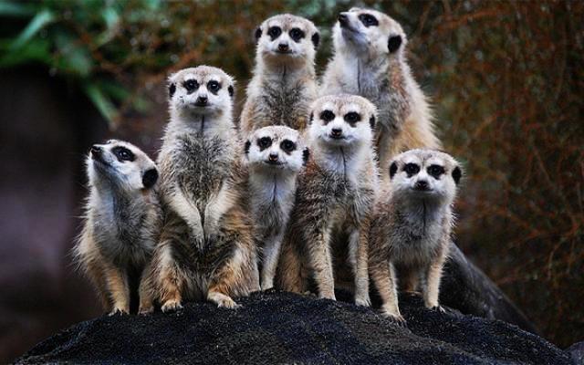 Zaire  Trip Packages