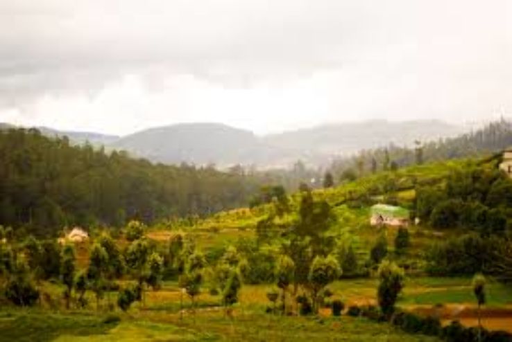 Nilgiris Trip Packages