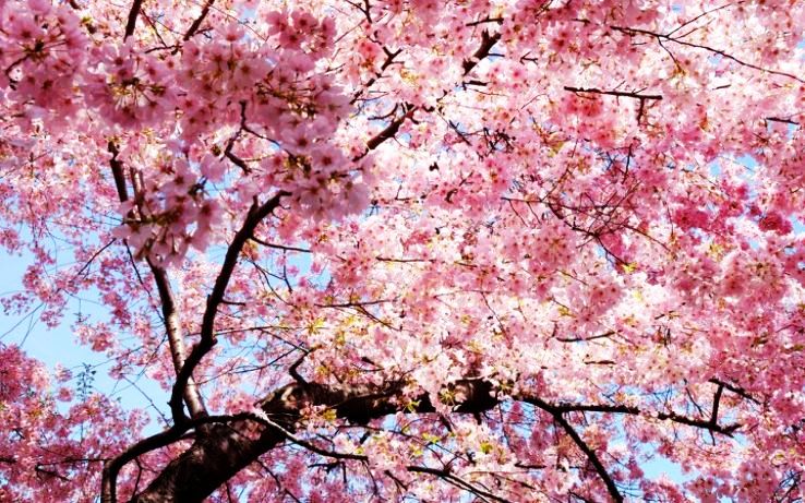 Sakura, Japan - places to see in Sakura, best time to visit, reviews ...