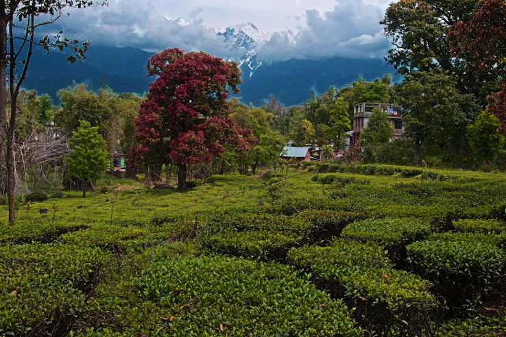 Palampur Trip Packages