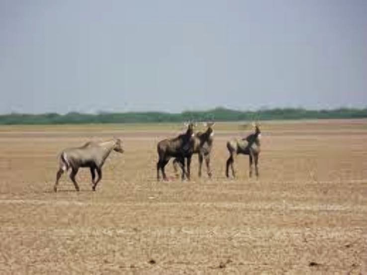 Kutch Trip Packages