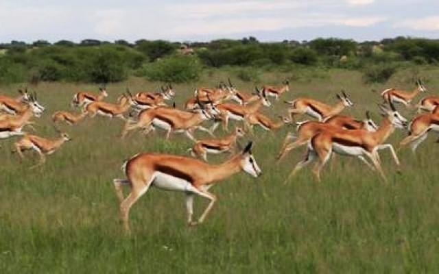 Botswana Trip Packages