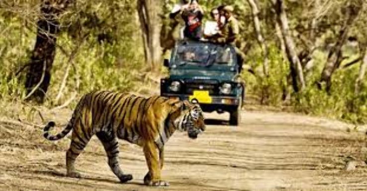 Heart-warming sariska Tour Package for 3 Days