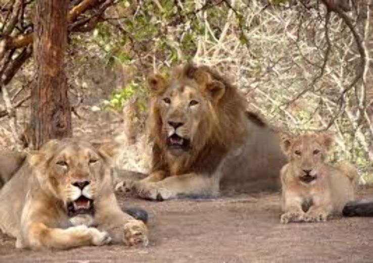 Sajan Gir Trip Packages