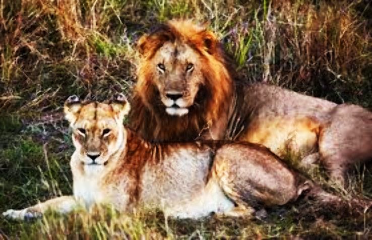 Amblash Trip Packages