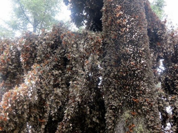 El Rosario Trip Packages