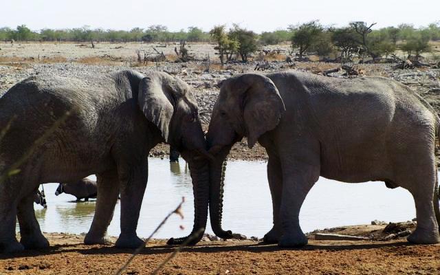 Beautiful Namibi Nature Tour Package from Namibia