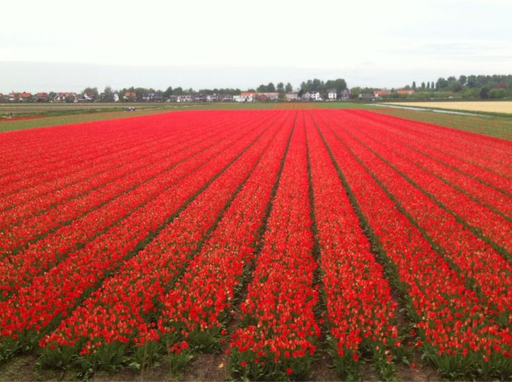 Hillegom Trip Packages