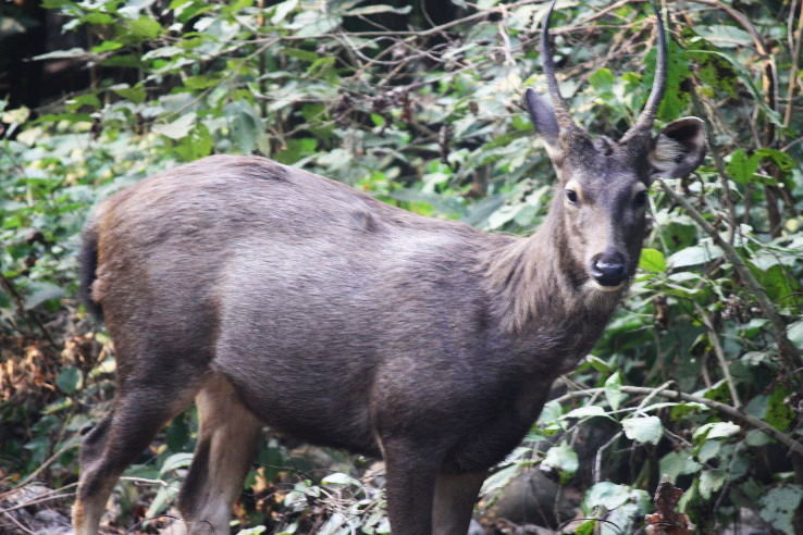 3 Days 2 Nights jim corbett Holiday Package