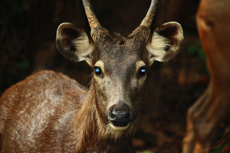 Magical 3 Days 2 Nights Jim Corbett Tour Package