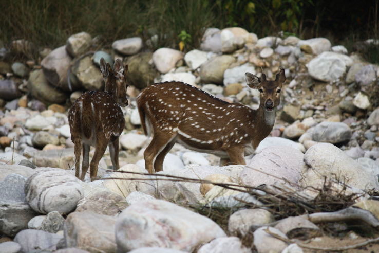 Magical 2 Days 1 Night Jim Corbett with New Delhi Holiday Package