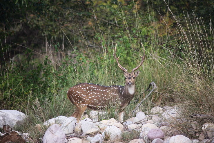 Delhi To Jim Corbett, Corbett To Nainital, Nainital Sightseeing and Nanital To Delhi Tour Package for 4 Days 3 Nights from Nanital To Delhi