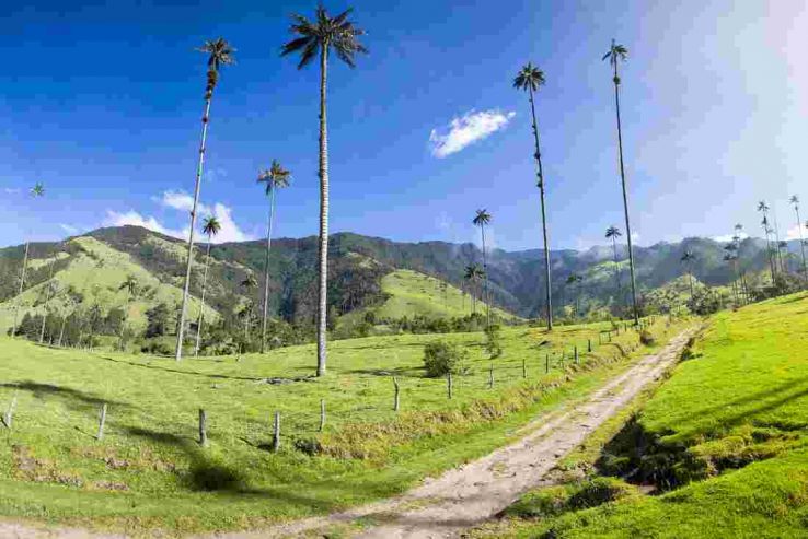 Cocora Trip Packages Cocora Trip Packages