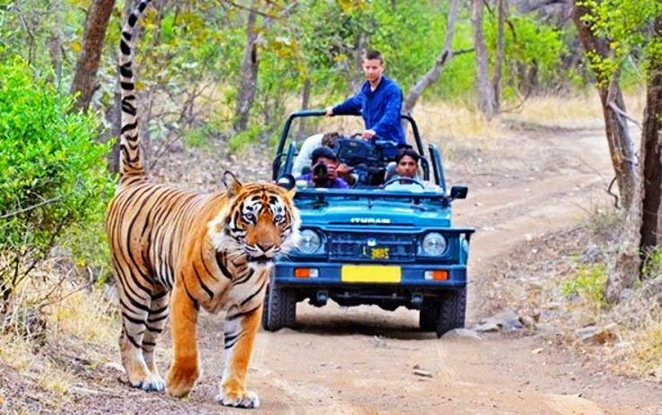 jim corbett Trip Packages