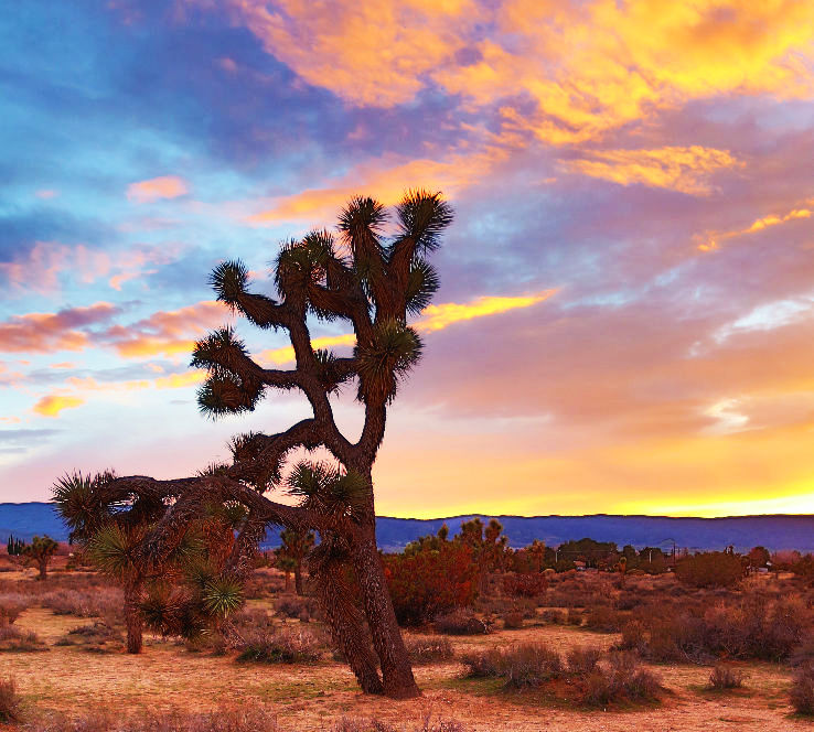 Antelope Trip Packages