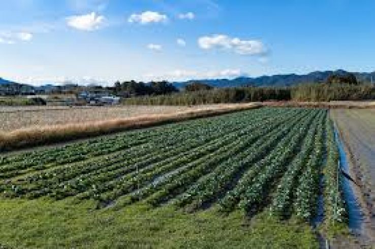 Kamogawa Trip Packages