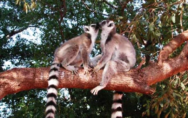 Madagascar Trip Packages