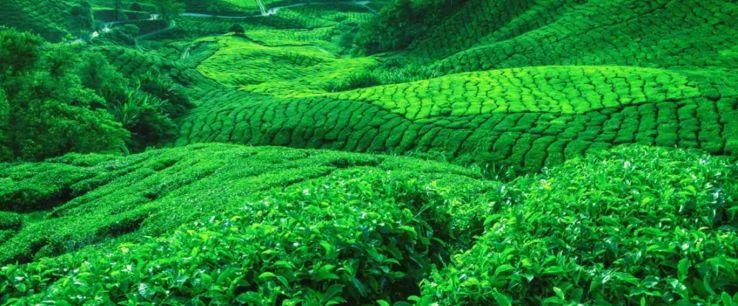 EAST INDIA DARJEELING