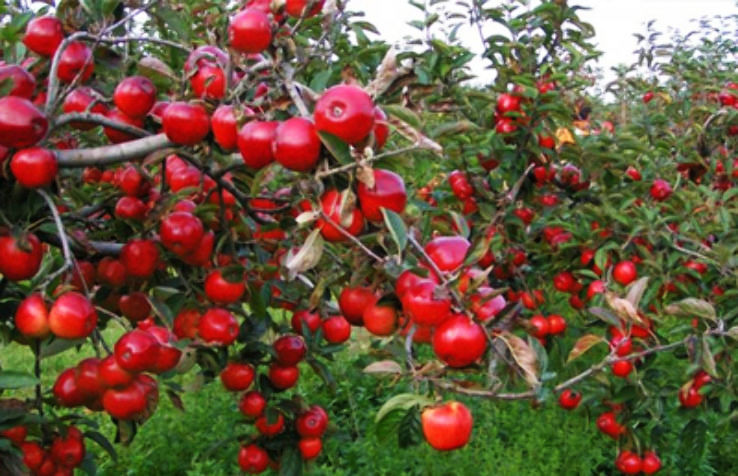 3 Days 2 Nights Delhi to kasauli Vacation Package