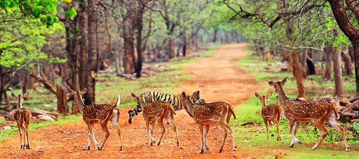 Heart-warming 3 Days 2 Nights tadoba Holiday Package