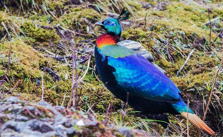 Rishi Khola Trip Packages