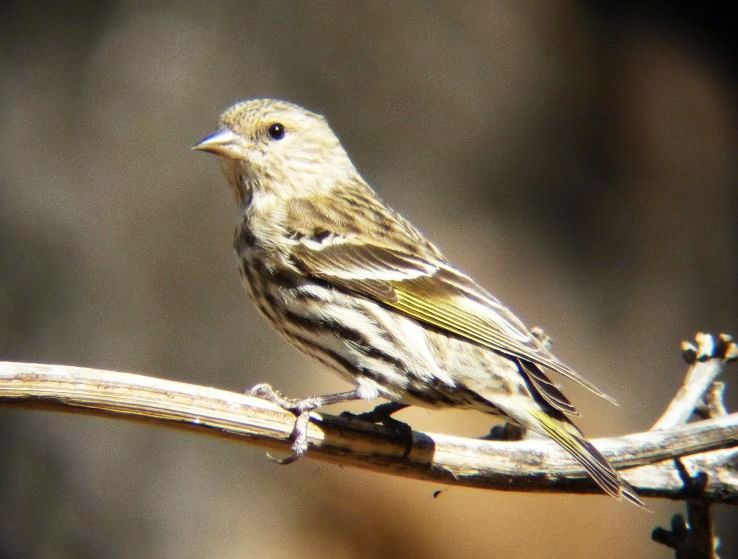 Portal Trip Packages