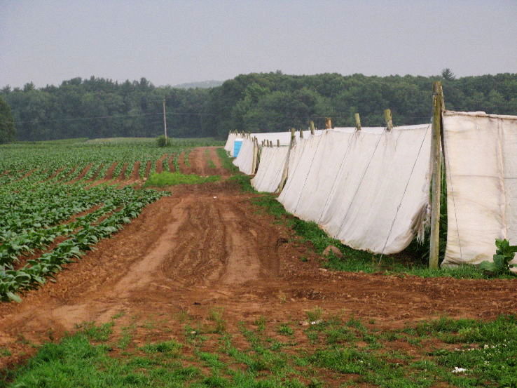 Windsor Trip Packages