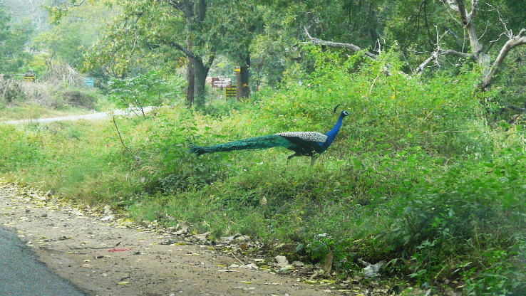 Masinagudi Trip Packages