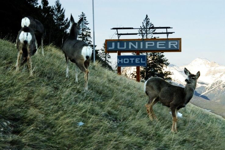 Juniper Trip Packages