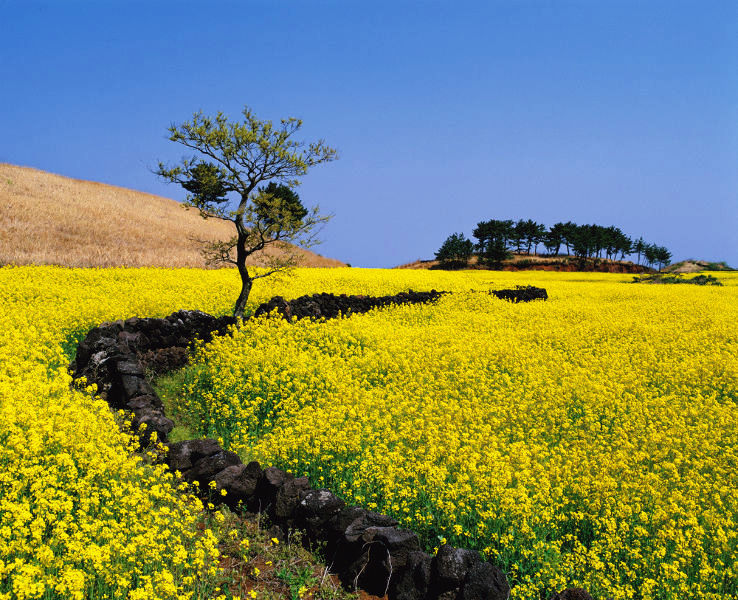 Jeju Island Trip Packages