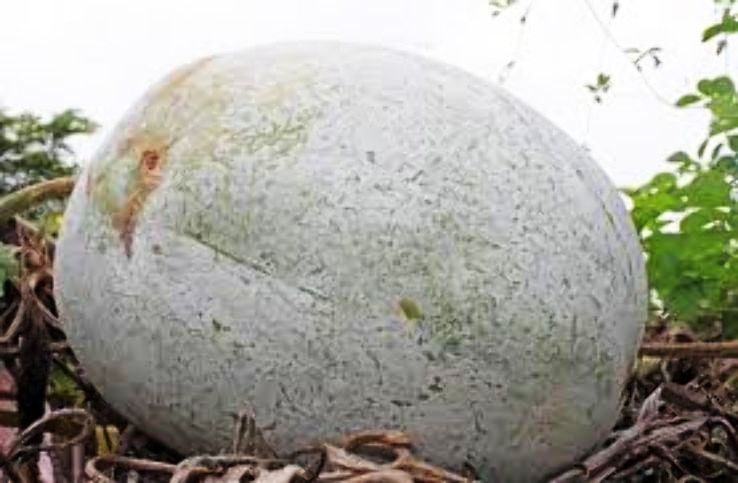 Rajbiraj Trip Packages