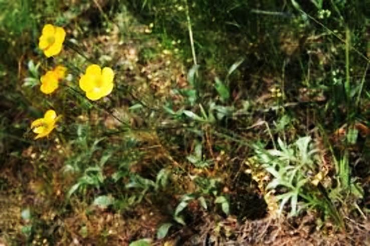 Kibriscik Trip Packages