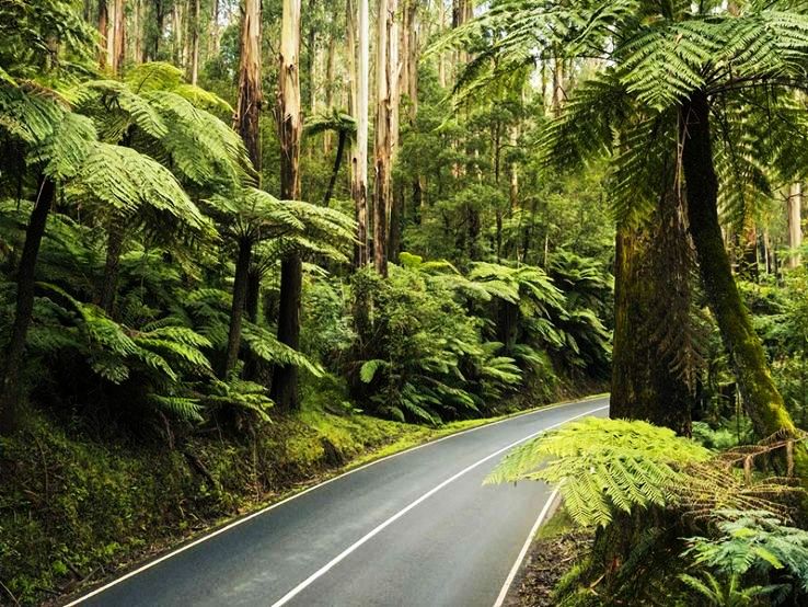 Healesville  Trip Packages