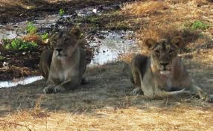 Talala Trip Packages