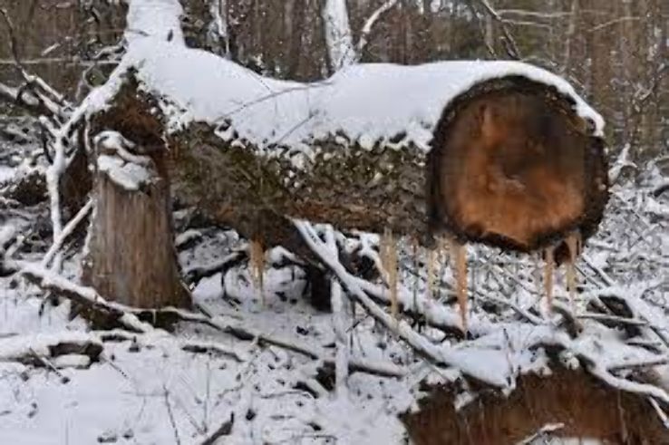 Liberty Trip Packages